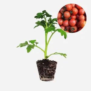 마이플랜트 토마토 젤리 빨강 1개 과일 토마토 야채 모종 텃밭 채소 튼튼한 모종