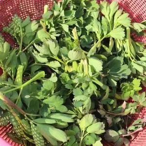 국내산 여수 금오도 노지 방풍나물 4kg