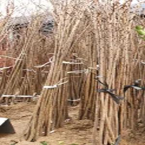 (경기농원)벚나무 묘목 겹벚 특묘