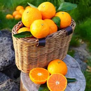 제주 가정용 카라향 10kg(박스포함) 중과