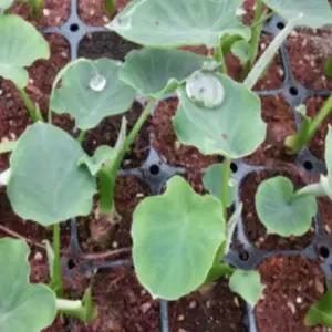 토란모종 트레이묘 10개 wj263