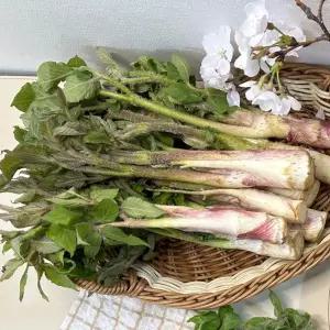 여수 남해 땅 두릅 나물 500g 두릅 튀김 용 땅 두룹 봄두릅 햇두릅 땅 드룹 독할 땅 드릅 독활 봄나물