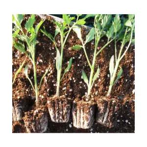 (성실)흑토마토 모종 5개 트레이묘