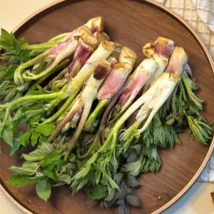 바삭하게 즐기는 봄 제철 남해 땅두릅(튀김용)1kg