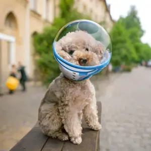 강아지 보호기 방지 넥카라 헬멧 쉴드 깔대기