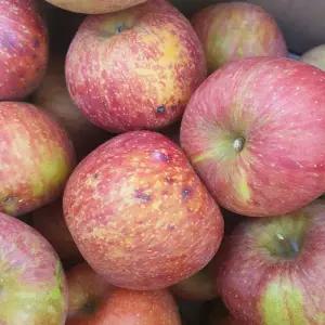 사과 10kg (가정용 쥬스용)