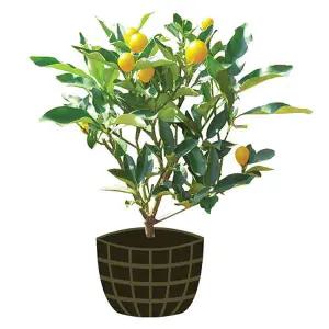 3년생 묘목/제주도농장/감귤/금귤/낑깡/한라봉/묘목/오렌지/화분/분재/나무/과실수/공기정화