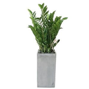 [젠틀맨플라워] 금전수[돈나무] [GN,1030] [공기정화식물/관엽식물/화분배달/개업화분추천/창업선물/개