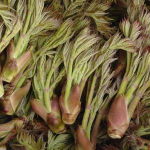 자연산 야생 참두릅 1kg/500g 산지 두룹 드릅 드룹 산두릅 발송중