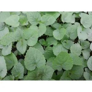 방아모종 5개 (트레이 5구) 방아잎 배초향모종