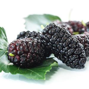 햇 오디 5kg 급냉