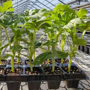 애플수박모종 10주 베란다 미니텃밭 옥상재배 가정원예용 미니수박