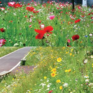 키큰야생화 혼합 씨앗-1kg 야생화씨앗 혼합씨 들꽃씨 야생꽃씨 키큰들꽃 키가 큰 야생꽃 섞은꽃종자 키가 큰 들꽃종자 다양한꽃 모듬꽃