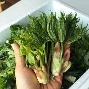 해남 개두릅 엄나무순 1kg 자연산 음나무순 26년 첫순 예약