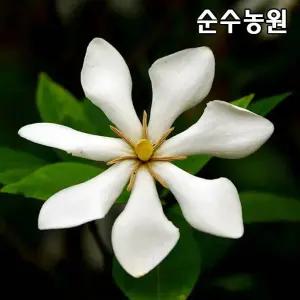 열매치자나무 묘목 키60cm(분) 1개/꽃나무/조경수