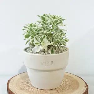 갑조네 아틀란티스 세덤