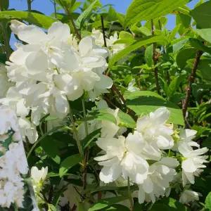 고광나무 스노우벨 P9포트 묘목 순백색 겹꽃 겹고광 유럽 정원조경수 꽃나무 (목하원예조경)