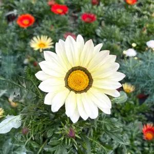 가자니아 소형 금계국 태양국화 꽃모종 야생화 관엽식물