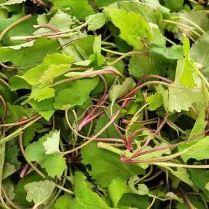 [인정식탁][오늘의채소] 국내산 노지 취나물 500g 내외