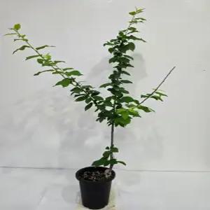 왕앵두 나무 화분묘 접목2년생