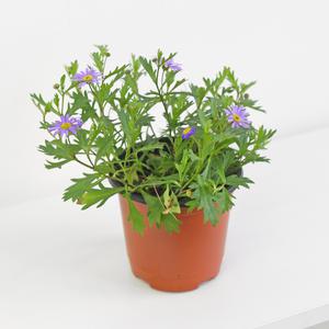 사계국화 다년초 소형 꽃모종 야생화 모종