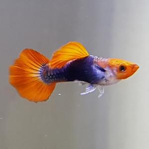 [신세계수족관] 코이턱시도 구피 2.5cm급 1마리