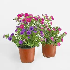 마이플랜트 밀리언벨 소형 야생화 꽃모종 칼리브라코아 슈퍼벨 겹꽃