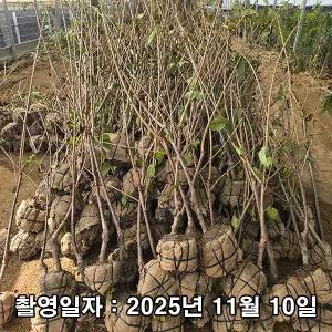 왜성체리(콜트대목) / 라핀 / 4년생 / 결실주