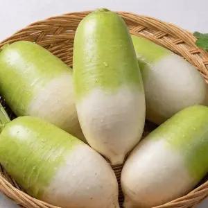 제주 세척무 월동무 20kg 무우