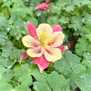 매발톱 소형 야생화 꽃모종 꽃키우기 화단꾸미기 화초키우기