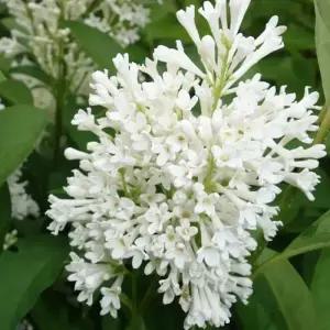 아그네스스미스 라일락 개화주 P9포트묘 프레스토니아 에그네스 스미스 라일락나무 묘목 (목하원예조경)