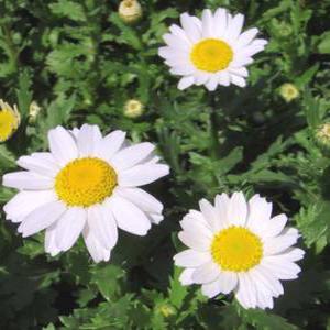 [나무팜]마가렛 꽃모종 (4치포트12개/한판) 흰색 꽃 마가렛모 화단용 정원용  다년초 국화과 원예종 관엽식물