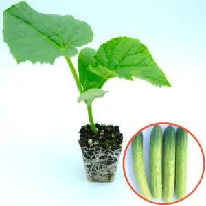 [파머씨드] 오이 모종 4개 백오이 백다다기 조선오이