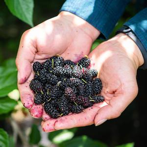 [대한민국농수산] 100% 국내산 특품 오디 햇오디