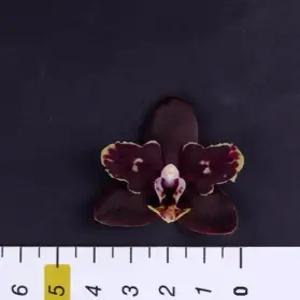 희귀한 향기 호접란 두꺼운 꽃잎의 흑진주-쌍대