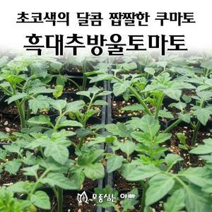 [모종심는아빠] 초코색의 달콤 짭짤한 쿠마토 흑대추방울토마토 모종