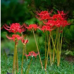 알뿌리) 꽃무릇 석산 알뿌리 /20개묶음  GS012