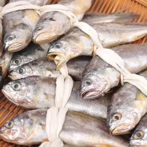 영광 법성포 굴비 40미 2.5kg내외 (15~17cm)