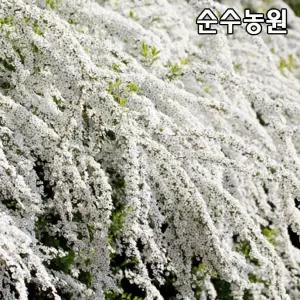 조팝나무(흰꽃) 묘목 키80cm(분) 3개/생울타리/꽃나무