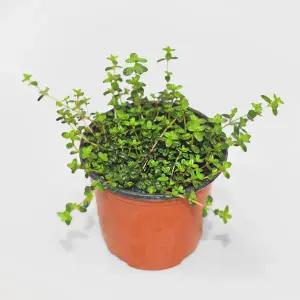 마이플랜트 백리향 소형 1개 야생화 꽃 모종 실내화초 키우기 쉬운 식물