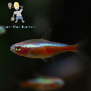 [힘찬열대어] 알비노 카디날 6마리