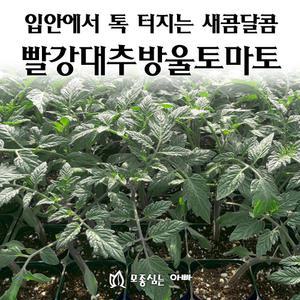 [모종심는아빠] 입안에서 톡 터지는 새콤달콤 빨강대추방울토마토