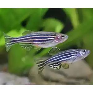 *오픈기념* 제브라다니오 100마리 날씬한 줄무늬 물고기 관상어 열대어 작은어항에도 좋아요