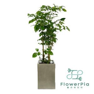 거실 인테리어 개업화분 화분배달 녹보수(고급형)