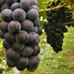 추위에강한 포도나무 묘목 2주묶음 / 켐벨 포도묘목