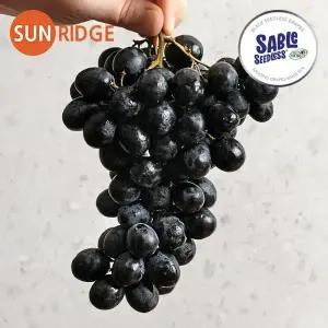 20brix 이상! 씨 없는 블랙 세이블포도 스윗사파이어 1kg 2kg