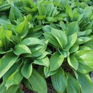 잎이 넓고 연한 울릉도 명이나물 생채 300g 500g 1kg 2kg