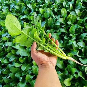 [포천직송] 당일수확 아삭한 어린열무 4kg