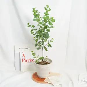 갑조네 유칼립투스 폴리안 중품 비염에 좋은