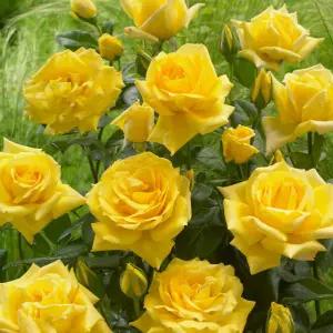 다목농원 란도라 사계장미 독일 유럽 영국 땅장미 3년생 개화주 정원